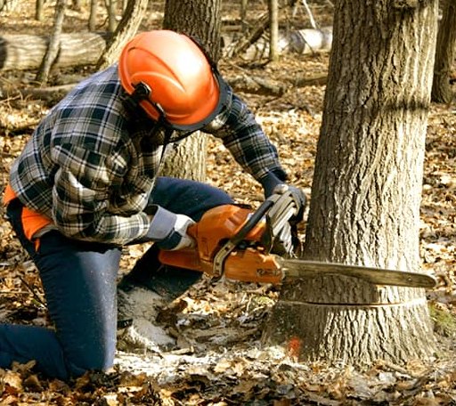 Tree Removal in Lumberville, PA